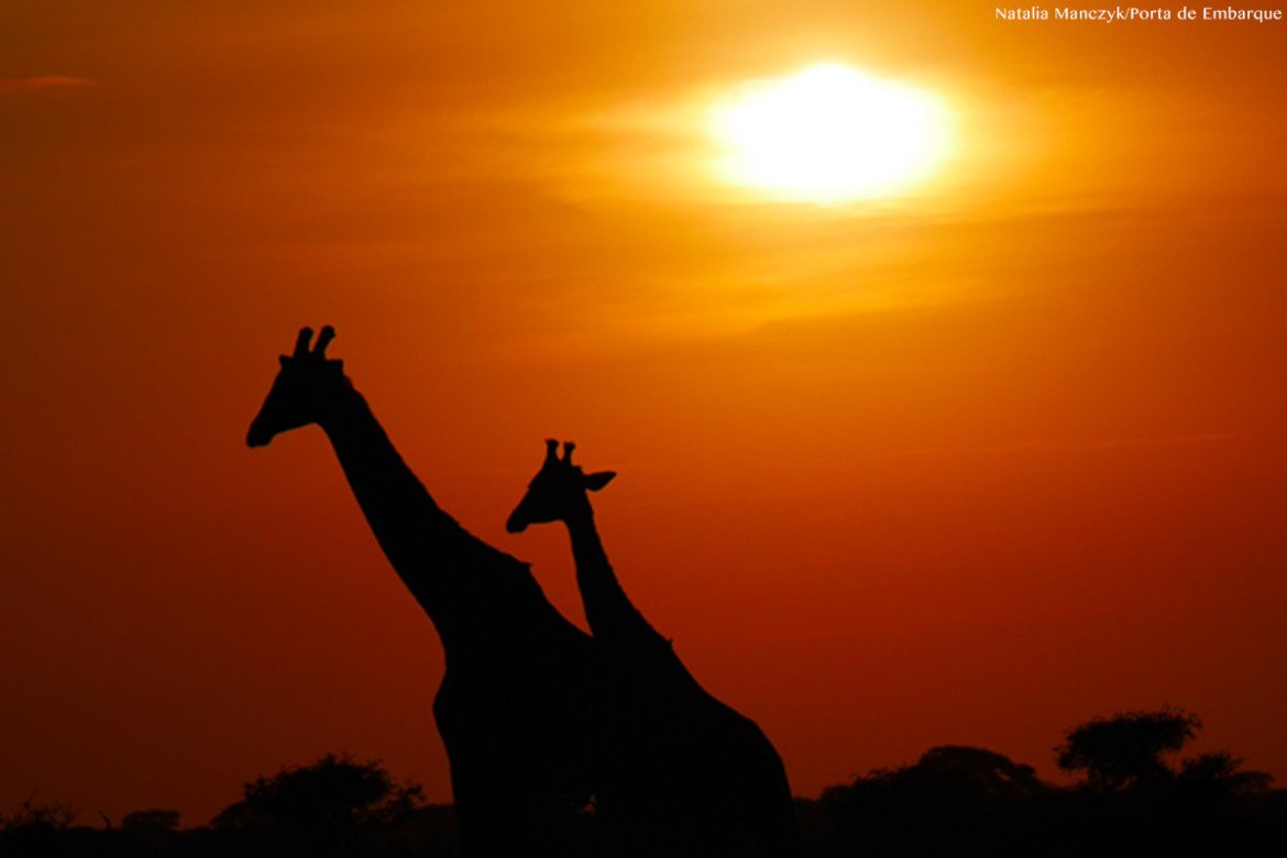 girafas-no-safari-na-tanzania Girafas no Serengeti na Tanzania no nascer do Sol