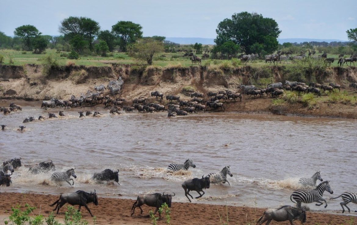 Migração dos animais na Tanzânia Migração dos animais na Tanzânia com zebras e gnus