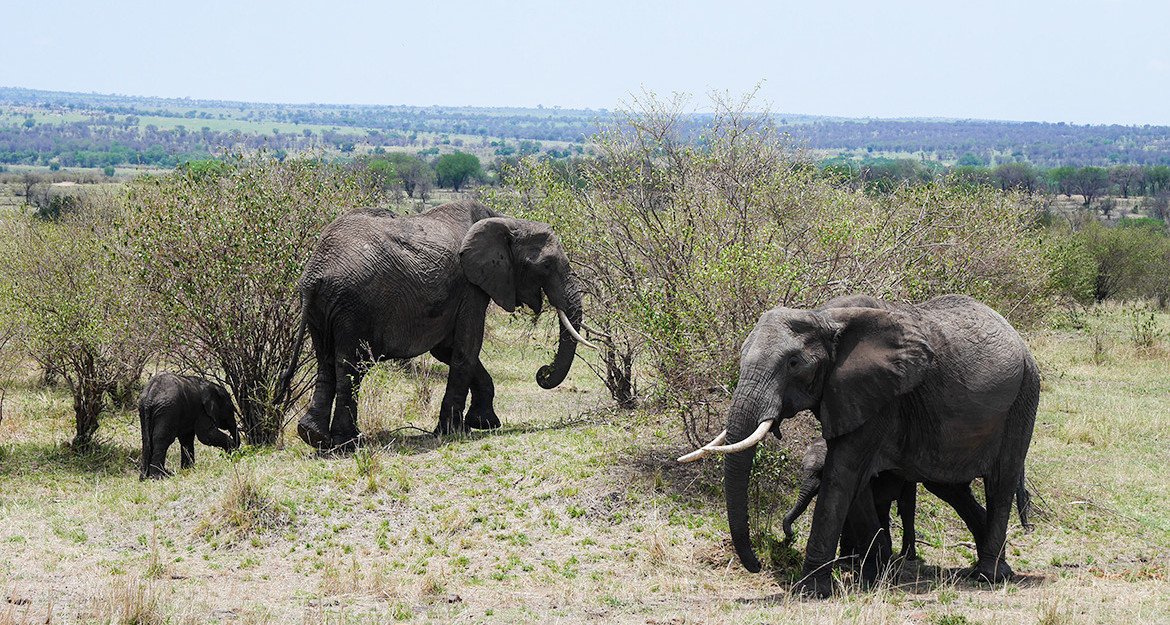 Elefantes no parque Serengueti, na Tanzania