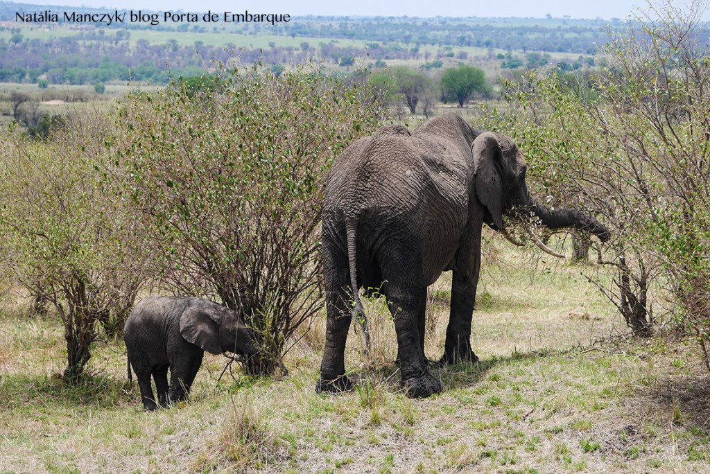 Animais no Serengueti, na Tanzania, quando ir