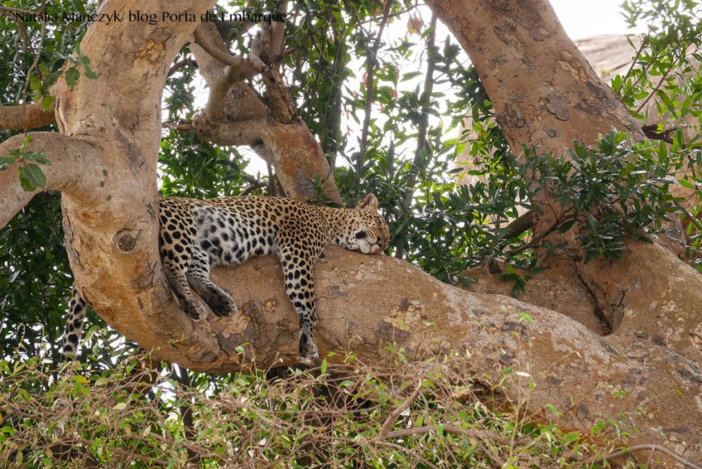 Animais no Serengueti, na Tanzania, quando ir