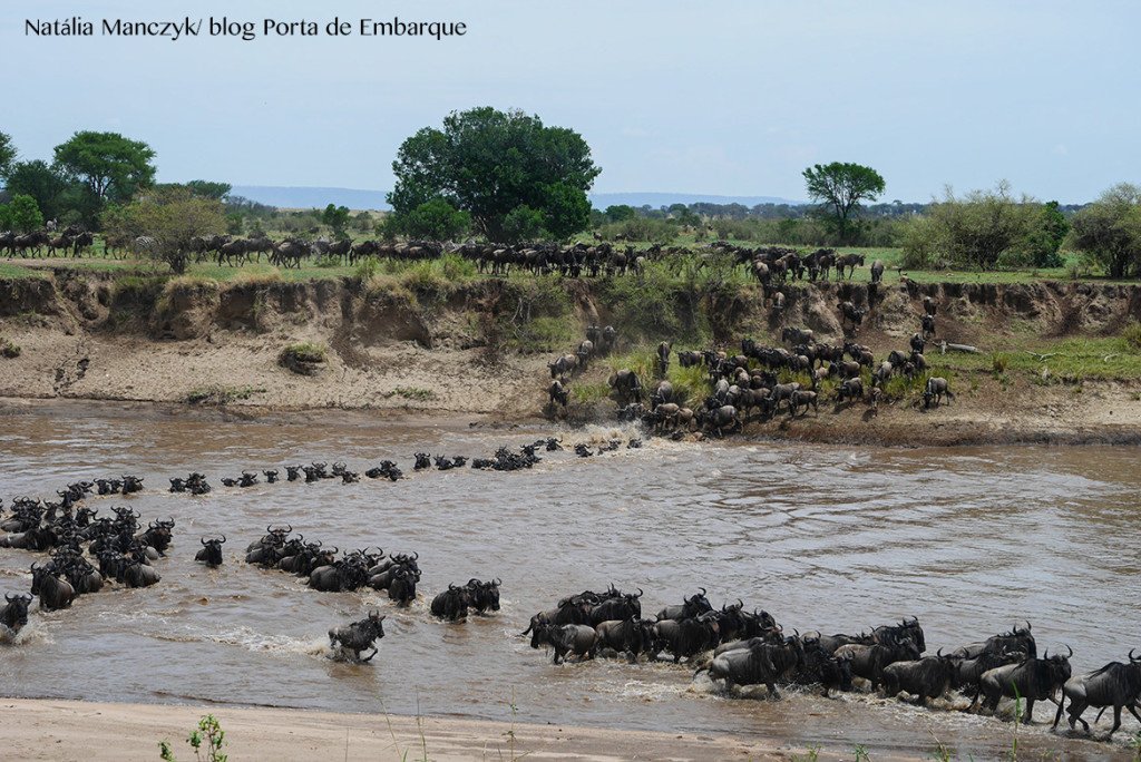 Migração dos animais no Serengueti, Tanzania, quando ir