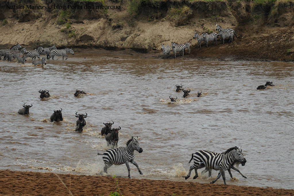 Migração dos animais no Serengueti, Tanzania, quando ir