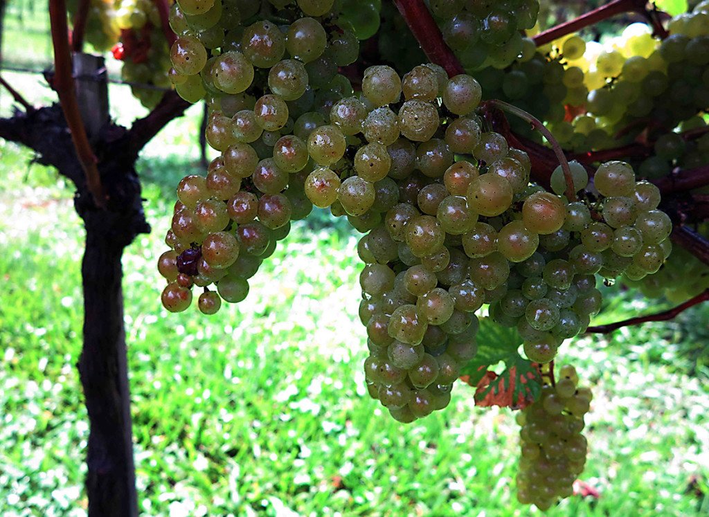 Uvas chardonnay na Aurora_uvas fazem espumante da Serra Gaucha