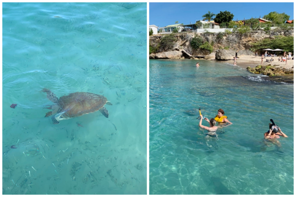 Tartarugas na Playa Piscado_O que fazer em Curacao
