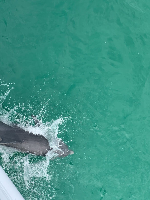Destin golfinhos