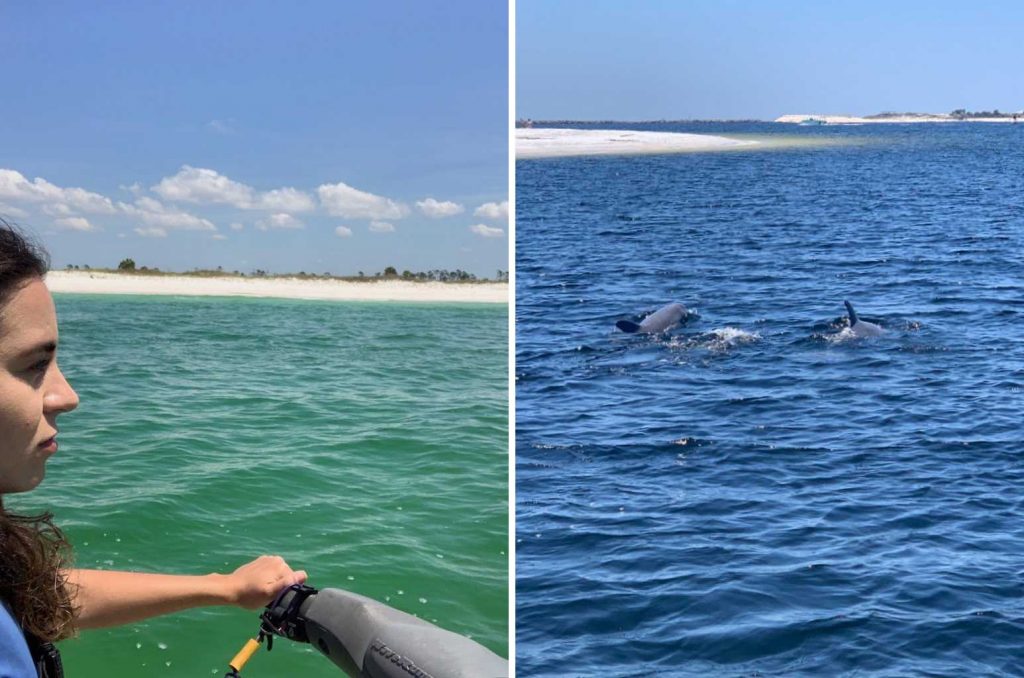 Praia da Florida golfinhos